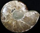 Wide Polished Ammonite 'Dish' #41638-1